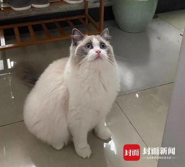 宠物猫被邻居高空扔下活活摔死，警方已调查