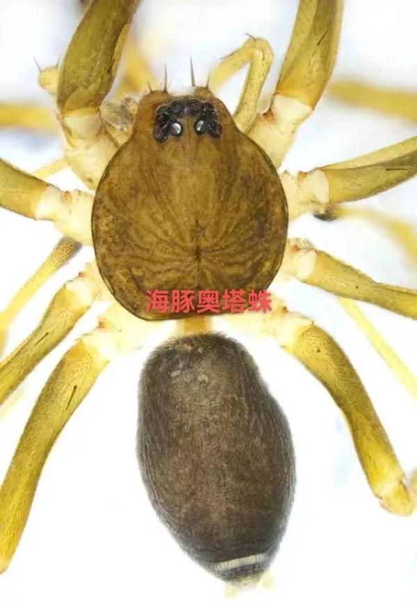 广西大明山发现5个蜘蛛新种，还有这些神奇的生物你都认识吗？