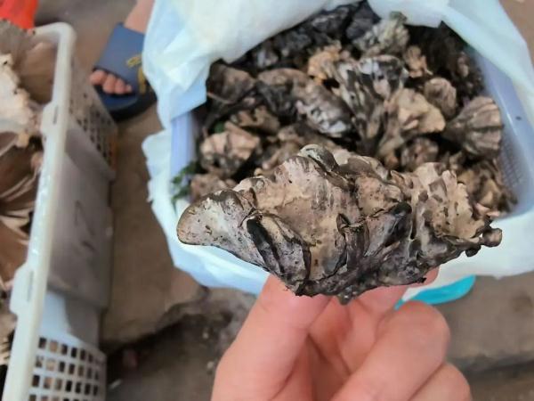 “头水”牛肝菌:2600元—3500元/公斤! “头水”牛肝菌:2600元—3500元/公斤!