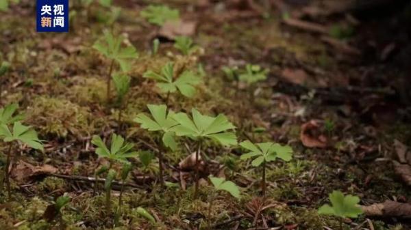 二级濒危!康定首次发现的这种小草不简单→ 二级濒危!康定首次发现的这种小草不简单→