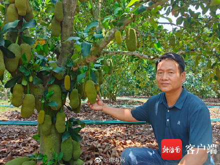 三亚榴莲蜜将迎丰收季 三亚榴莲蜜将迎丰收季