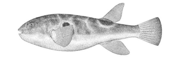 武汉这里，新发现739个物种！