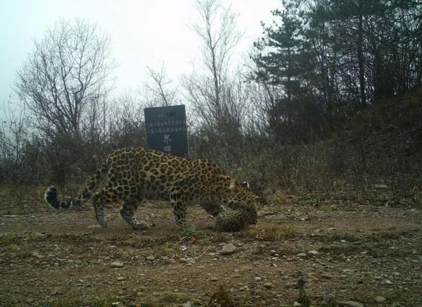 估算30只左右！宁夏六盘山成华北豹栖息乐土