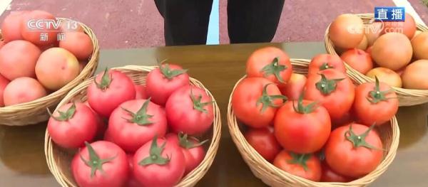 因地制宜谋发展 订单农业扩展种植户销售网络 因地制宜谋发展 订单农业扩展种植户销售网络