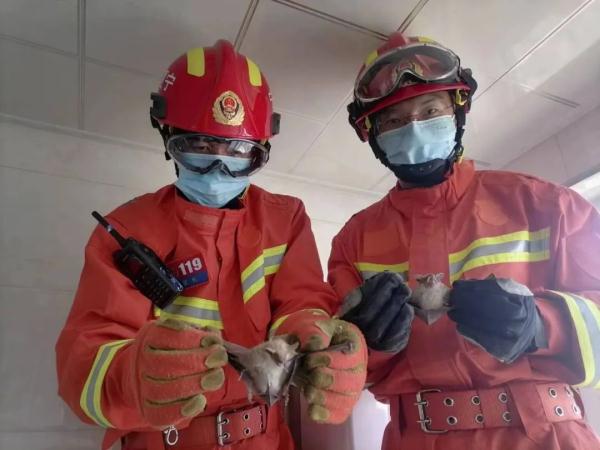 【惊心】胆小者莫入！近百只蝙蝠“入侵”银川一住户家中……