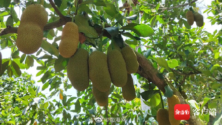 三亚榴莲蜜将迎丰收季 三亚榴莲蜜将迎丰收季