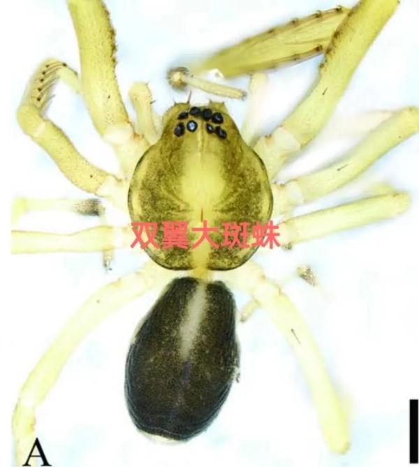 广西大明山发现5个蜘蛛新种，还有这些神奇的生物你都认识吗？