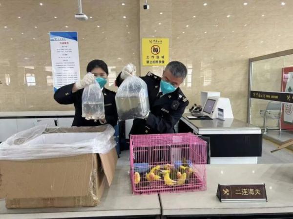 山鸟与鱼？呼和浩特海关查获鹦鹉27只，金鱼、红头剪刀等鱼类百余条