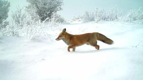 估算30只左右！宁夏六盘山成华北豹栖息乐土