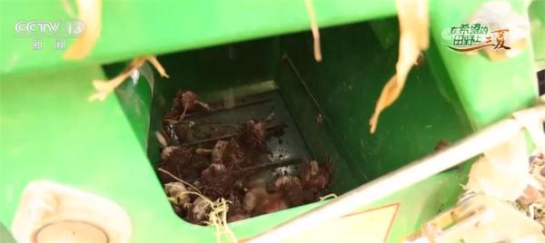 山东菏泽35万亩大蒜喜获丰收 产业链条延伸助力就业增收