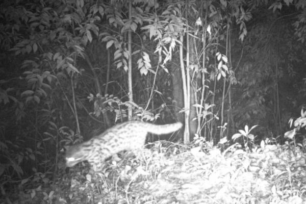 野生小麂现身熊猫谷 母子同框温馨十足 野生小麂现身熊猫谷 母子同框温馨十足
