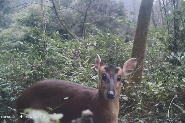 野生小麂现身熊猫谷 母子同框温馨十足 野生小麂现身熊猫谷 母子同框温馨十足