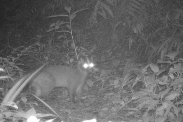 野生小麂现身熊猫谷 母子同框温馨十足 野生小麂现身熊猫谷 母子同框温馨十足