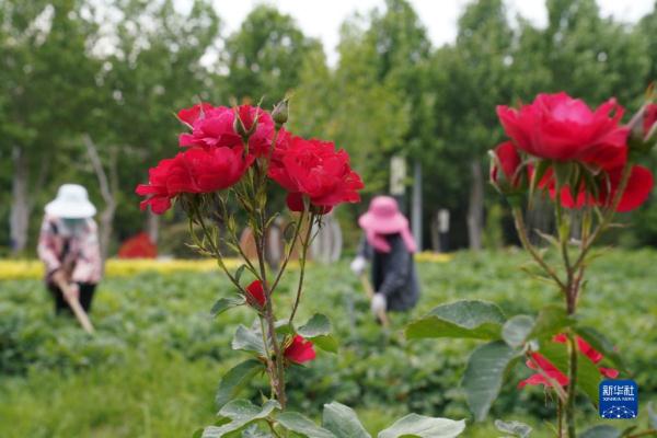 河北沙河：生态优化工程拓展城市绿色空间