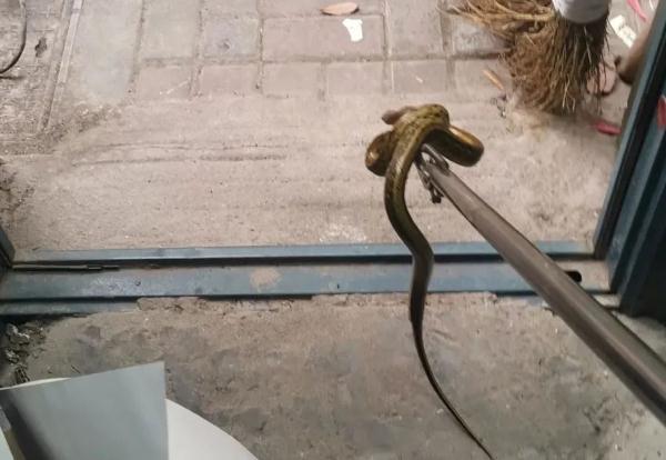 近期高发，现场画面毛骨悚然！多位网友：拍到了