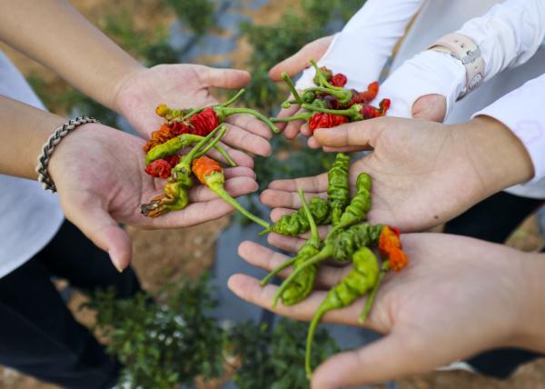 追光|这个中学不一般：运动会比射箭 一个班种一块田