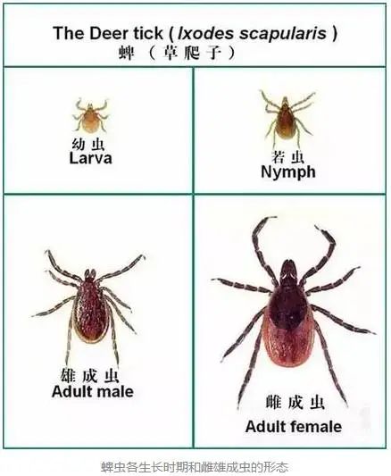 5岁男孩突然发烧全身红斑,是它惹的祸!户外活动千万当心 5岁男孩突然发烧全身红斑,是它惹的祸!户外活动千万当心