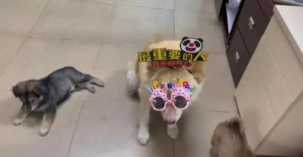 10岁土狗当安保队长月薪3000元，公司回应