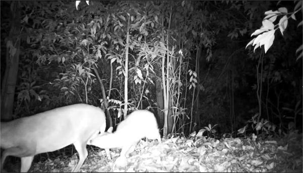 野生小麂现身熊猫谷 母子同框温馨十足 野生小麂现身熊猫谷 母子同框温馨十足