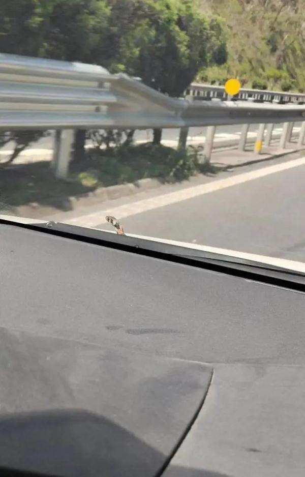 近期高发，现场画面毛骨悚然！多位网友：拍到了