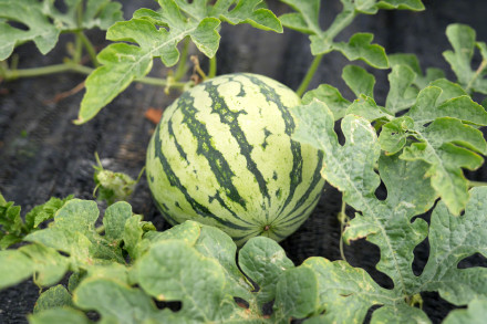 “吃瓜群众”有福啦!广州一展示会上新136种西甜瓜新品 “吃瓜群众”有福啦!广州一展示会上新136种西甜瓜新品