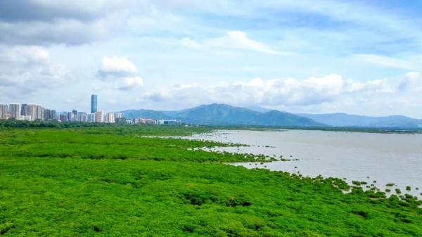 全国首个!深圳正式发布红树林保护成果 全国首个!深圳正式发布红树林保护成果