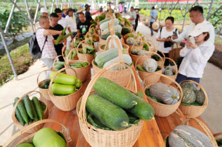 “吃瓜群众”有福啦!广州一展示会上新136种西甜瓜新品 “吃瓜群众”有福啦!广州一展示会上新136种西甜瓜新品