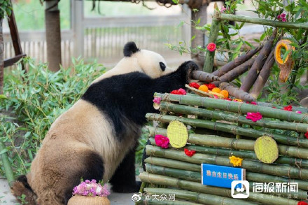 济南动物园为熊猫雅吉举办9岁生日宴
