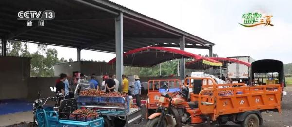 “田头小站”保障荔枝生长全生命周期 助力丰产丰收