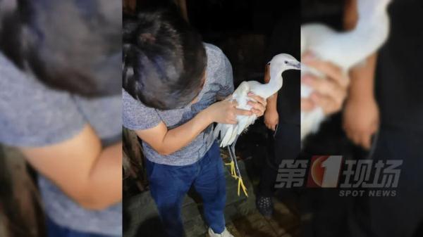 这只小小白鹭牵动了深圳人的心！