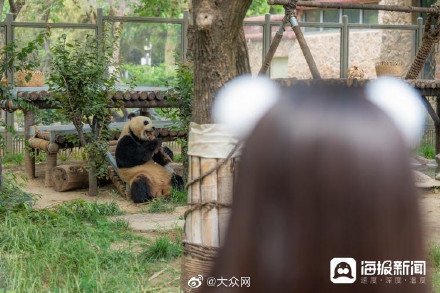 济南动物园为熊猫雅吉举办9岁生日宴