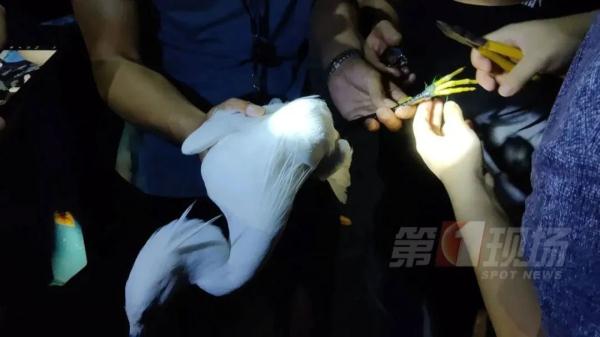 这只小小白鹭牵动了深圳人的心！