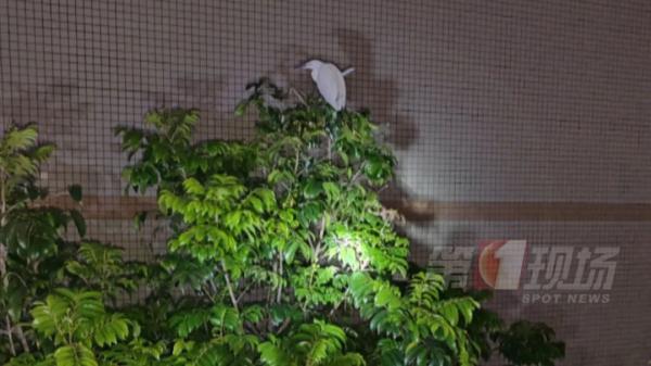 这只小小白鹭牵动了深圳人的心！