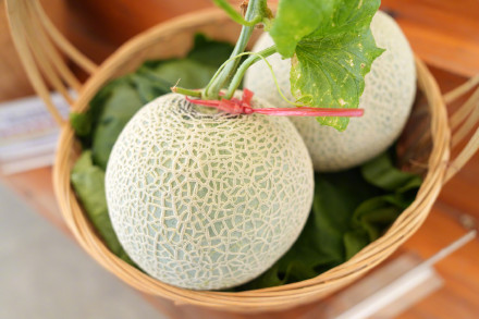 “吃瓜群众”有福啦!广州一展示会上新136种西甜瓜新品 “吃瓜群众”有福啦!广州一展示会上新136种西甜瓜新品