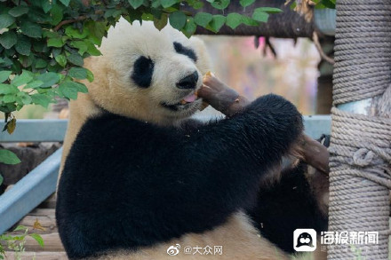 济南动物园为熊猫雅吉举办9岁生日宴