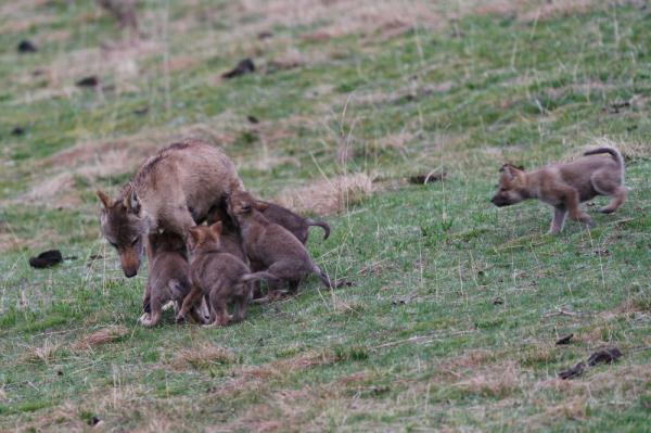 一只狼妈妈和七个小崽崽
