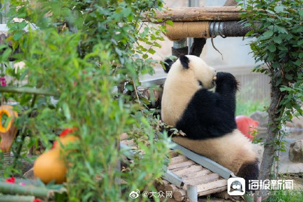 济南动物园为熊猫雅吉举办9岁生日宴