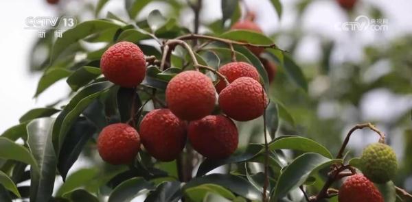 “田头小站”保障荔枝生长全生命周期 助力丰产丰收