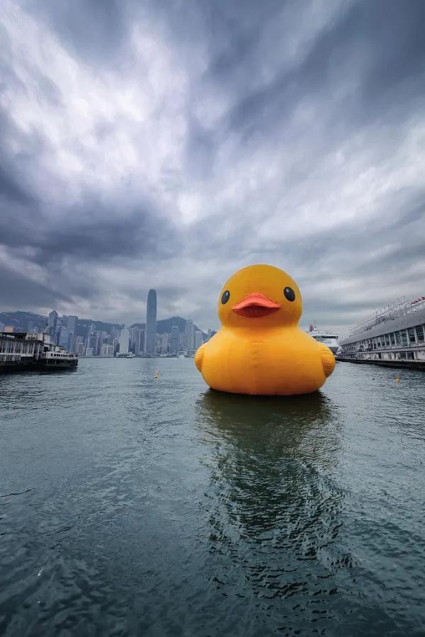 时隔十年!大黄鸭再抵港(单身慎点……) 时隔十年!大黄鸭再抵港(单身慎点……)