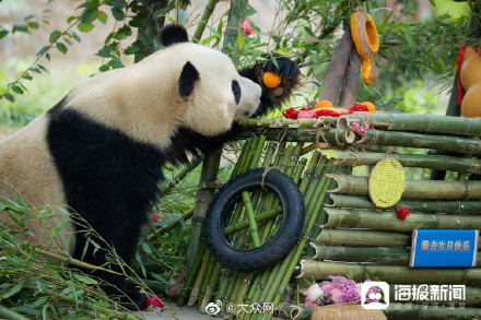 济南动物园为熊猫雅吉举办9岁生日宴