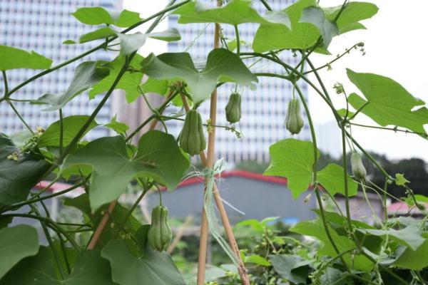 种菜“DNA”动了！广州都市版“开心农场”藏在这里……