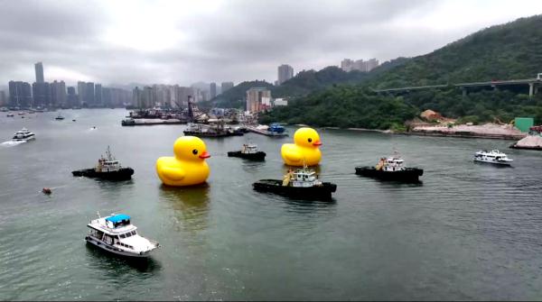 时隔十年!大黄鸭再抵港(单身慎点……) 时隔十年!大黄鸭再抵港(单身慎点……)