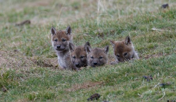一只狼妈妈和七个小崽崽