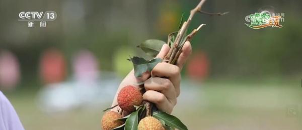 “田头小站”保障荔枝生长全生命周期 助力丰产丰收