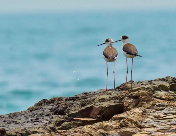 全国首个!深圳正式发布红树林保护成果 全国首个!深圳正式发布红树林保护成果
