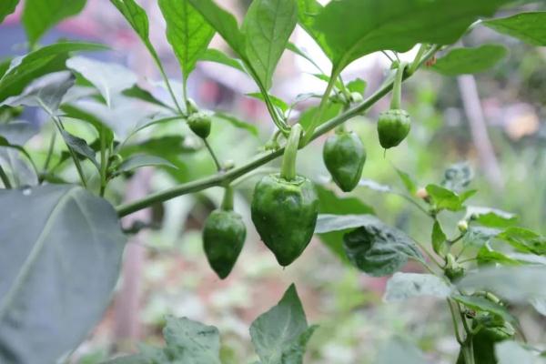 种菜“DNA”动了！广州都市版“开心农场”藏在这里……