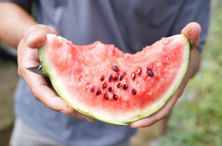 “吃瓜群众”有福啦!广州一展示会上新136种西甜瓜新品 “吃瓜群众”有福啦!广州一展示会上新136种西甜瓜新品