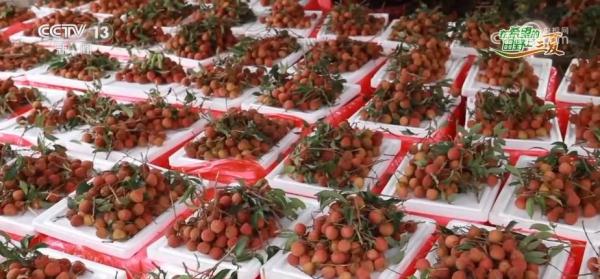 “田头小站”保障荔枝生长全生命周期 助力丰产丰收