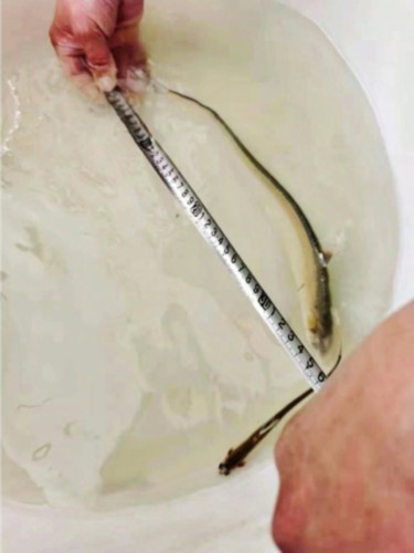 本地人工养殖长江刀鱼今冬上市