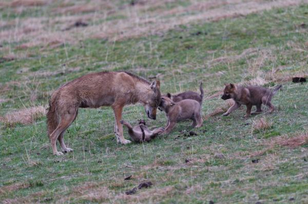 一只狼妈妈和七个小崽崽